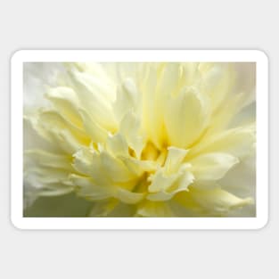 White peony close up, flower photography Sticker